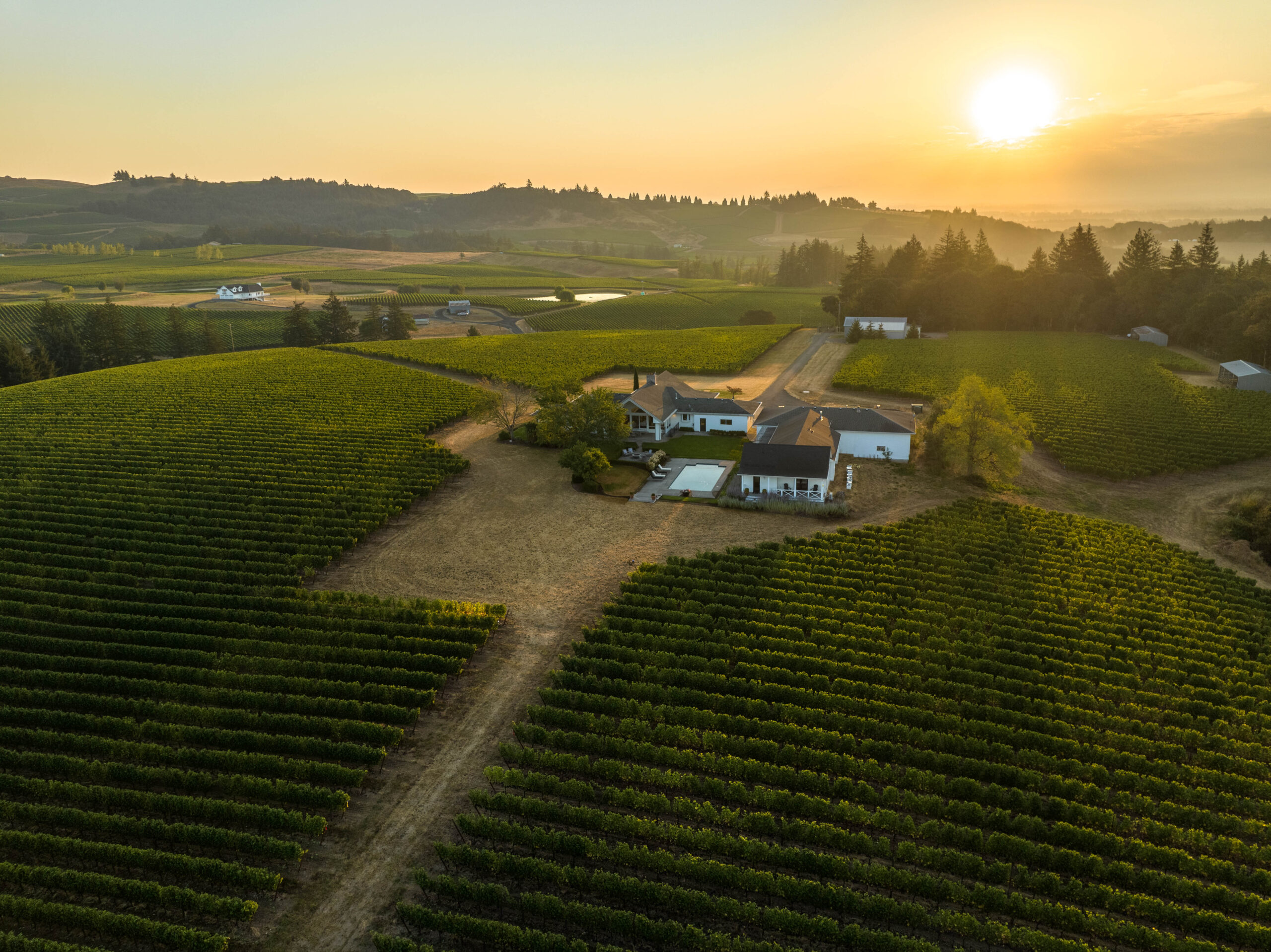 Anahata Vineyard at our estate property, AtTheJoy