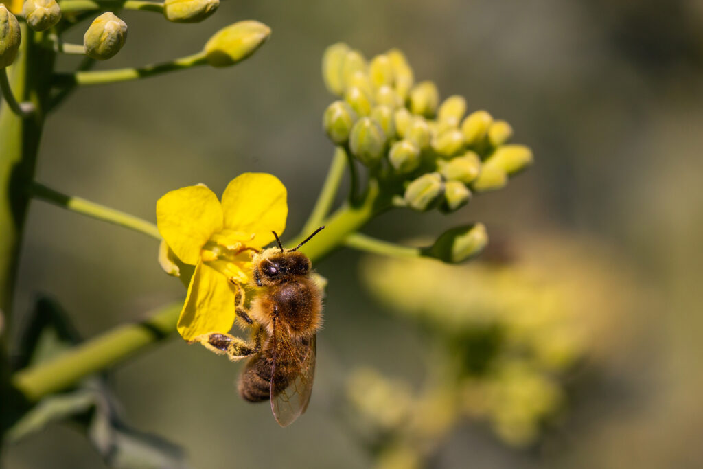 Pollinator bee on rapeseed bloom.